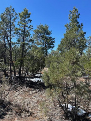 7720 Mogollon Trail, Happy Jack, Arizona 86024, ,Land,For Sale,Mogollon,92173