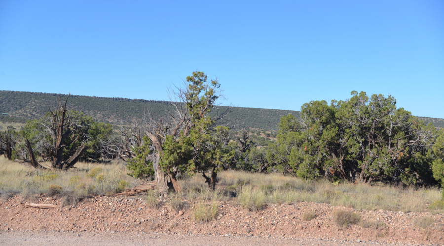 Ranch of the Golden Horse 001