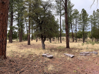 TBD State Route 87, Pine, Arizona 85544, ,Land,For Sale,State Route 87,92215