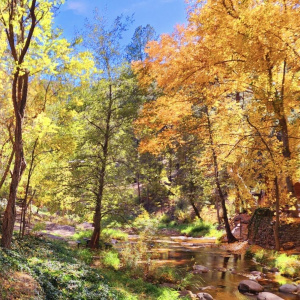 backyard autumn creek view