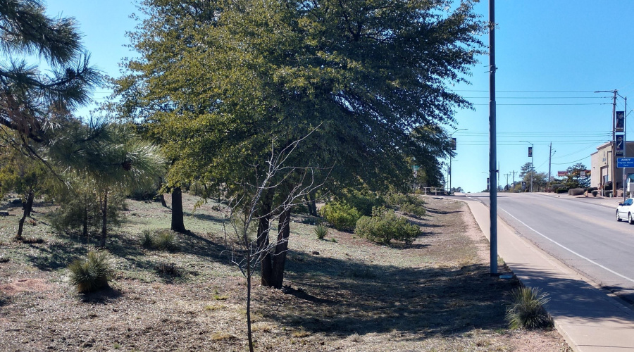 Longhorn looking West