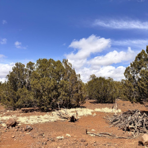 White Mountain Lakes Land!