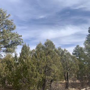 Mixed Trees