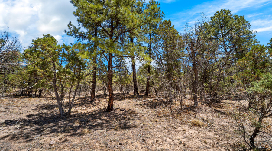 Lots Of Mature Trees On Lot