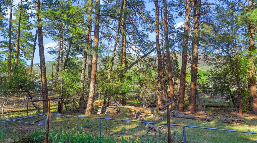 Tall Pines - Mountain View