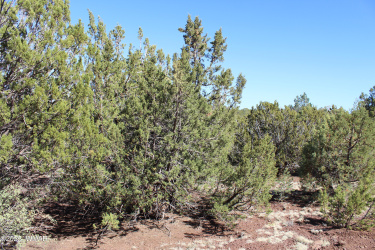56 & 58 Co Rd 3193, Vernon, Arizona 85940, ,Land,For Sale,Co Rd 3193,256118