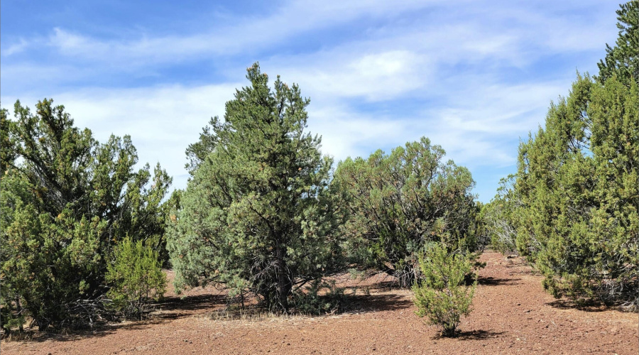 133 & 127 County Road N3314, Vernon, AZ