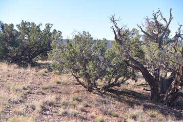 3908 Coronado Road, Snowflake, Arizona 85937, ,Land,For Sale,Coronado,256248
