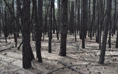 tbd-2 dynamite, Lakeside, Arizona 85929, ,Land,For Sale,dynamite,256399