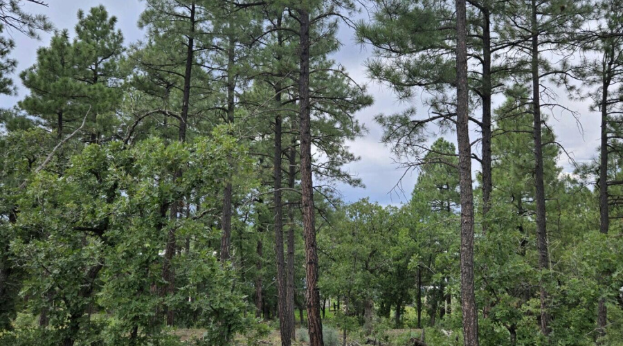 Tall pines and views