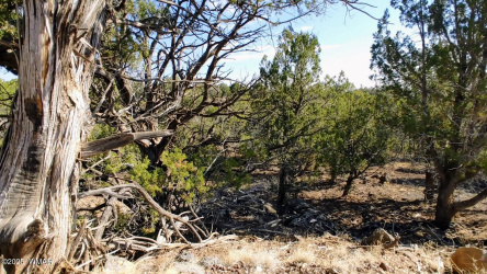 1849 Rocky Bottom Place, Show Low, Arizona 85901, ,Land,For Sale,Rocky Bottom,256481