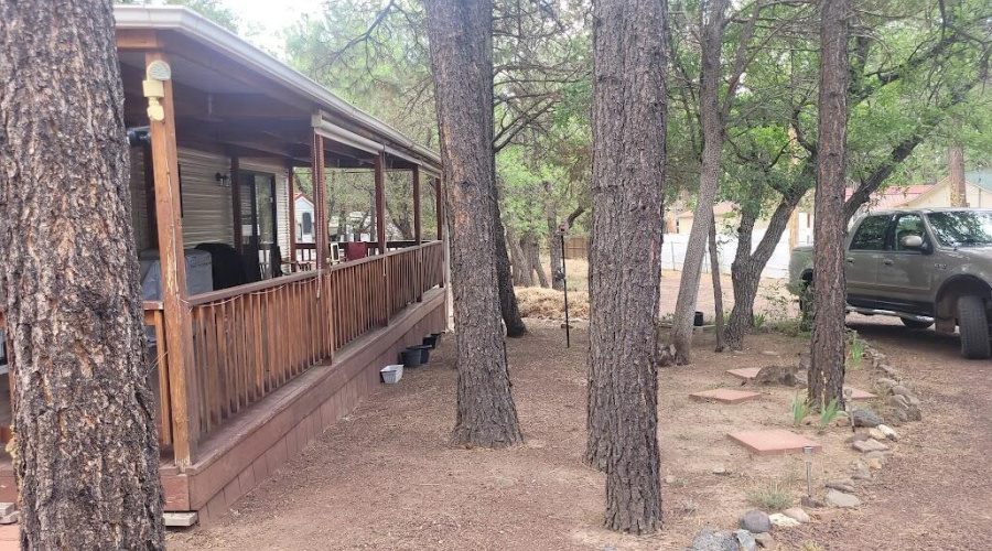 20250609_121054 Shade Trees