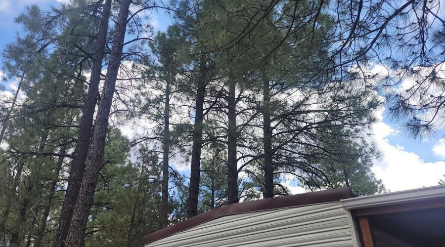 20250609_121122 Tall Pines