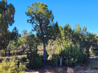 4083 Sunset Ridge Loop, Happy Jack, Arizona 86024, ,Land,For Sale,Sunset Ridge,92406