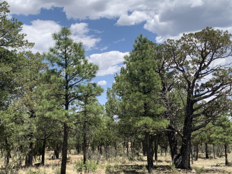 3822 Durango Drive, Happy Jack, Arizona 86024, ,Land,For Sale,Durango,92414