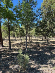 4677 Starlight Drive, Happy Jack, Arizona 86024, ,Land,For Sale,Starlight,92415