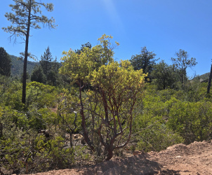 Parcel 2 Hwy 87, Pine, Arizona 85544, ,Land,For Sale,Hwy 87,92420