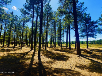 9578 Sierra Springs Drive, Pinetop, Arizona 85935, ,Land,For Sale,Sierra Springs,256562