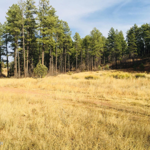 Meadow