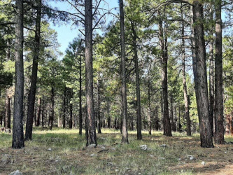 2A Coconino Forest Road, Happy Jack, Arizona 86024, ,Land,For Sale,Coconino Forest,92458