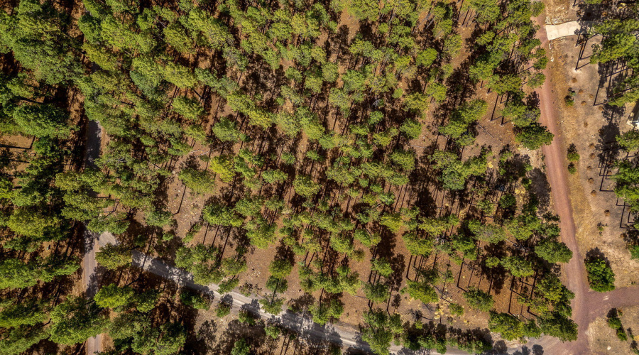 CountyRoad2325-Alpine-AZ-11