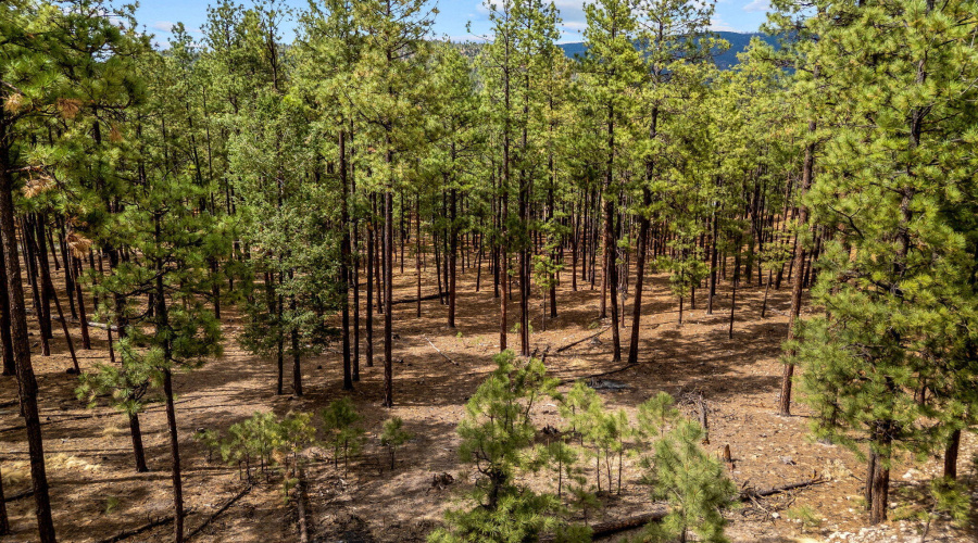 CountyRoad2325-Alpine-AZ-16