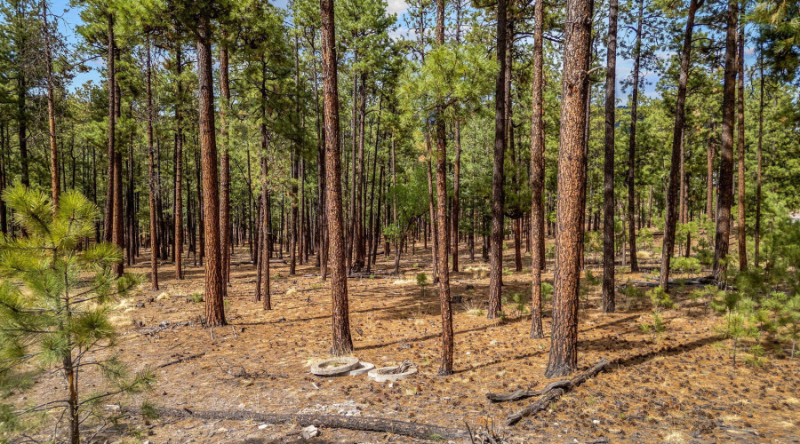 CountyRoad2325-Alpine-AZ-17