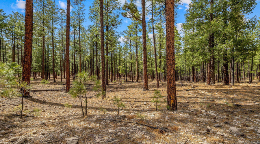 CountyRoad2325-Alpine-AZ-2