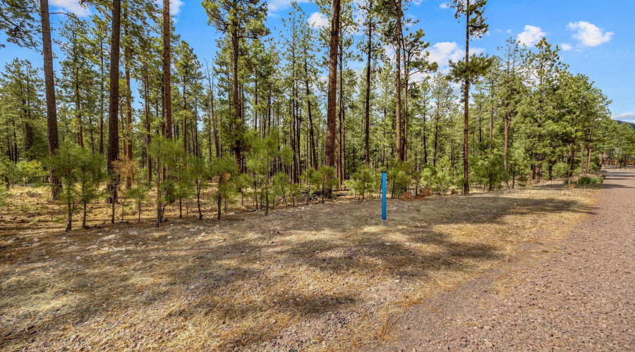 CountyRoad2325-Alpine-AZ-3