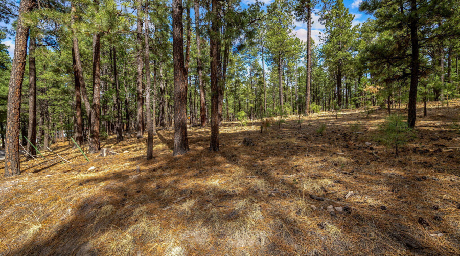 CountyRoad2325-Alpine-AZ-4