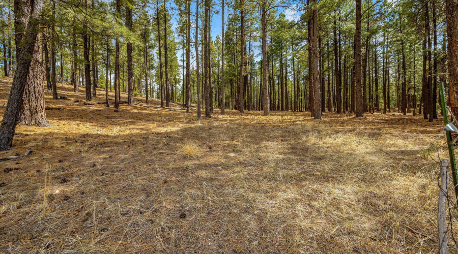 CountyRoad2325-Alpine-AZ-6