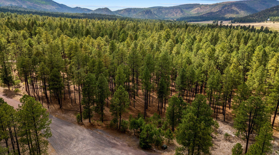 CountyRoad2325-Alpine-AZ-8