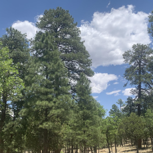 Beautiful Ponderosa's