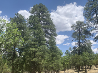 2477 Ruidoso Drive, Happy Jack, Arizona 86024, ,Land,For Sale,Ruidoso,92405