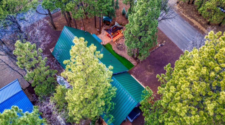 Tall Pines Everywhere