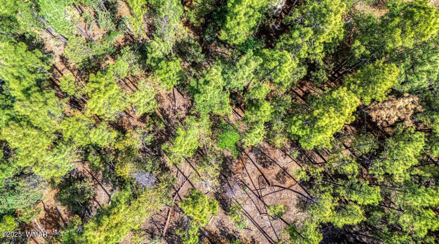 photo(6) 2038 Pine Wood Lane PT Kat 0625