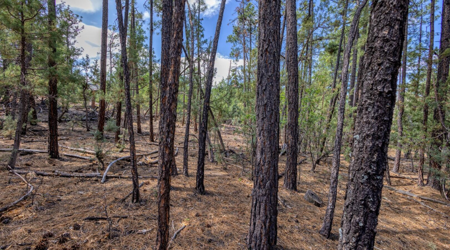 photo(10) 2038 Pine Wood Lane PT Kat 062