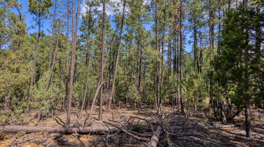 photo(12) 2038 Pine Wood Lane PT Kat 062