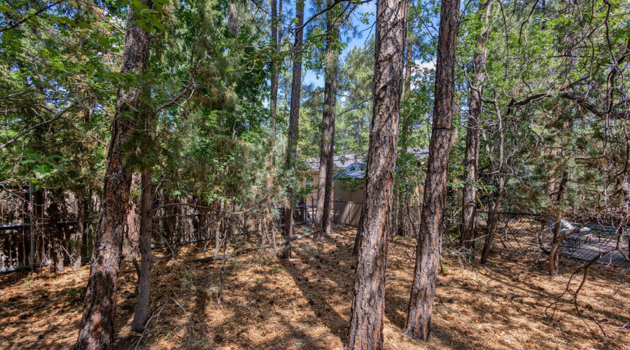 photo(13) 2038 Pine Wood Lane PT Kat 062