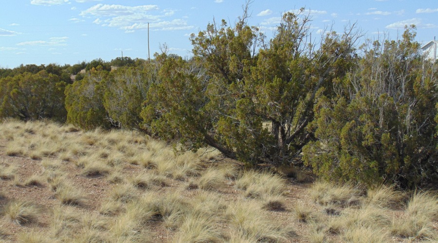 38 Gila Dr Glen Rushing 6.23 listing (7)