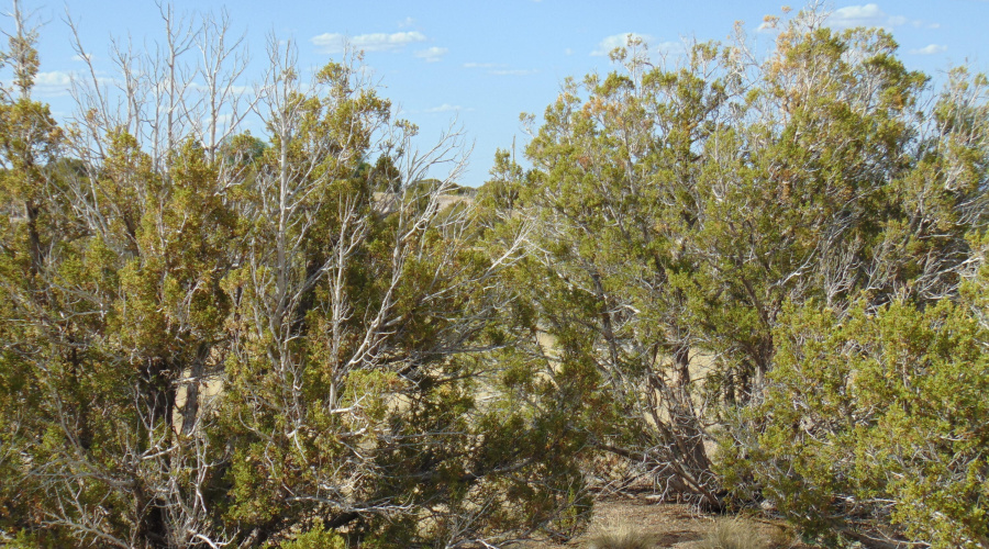 38 Gila Dr Glen Rushing 6.23 listing (8)