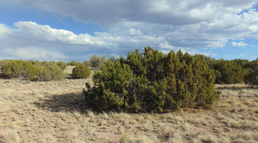 38 Gila Dr Glen Rushing 6.23 listing (13