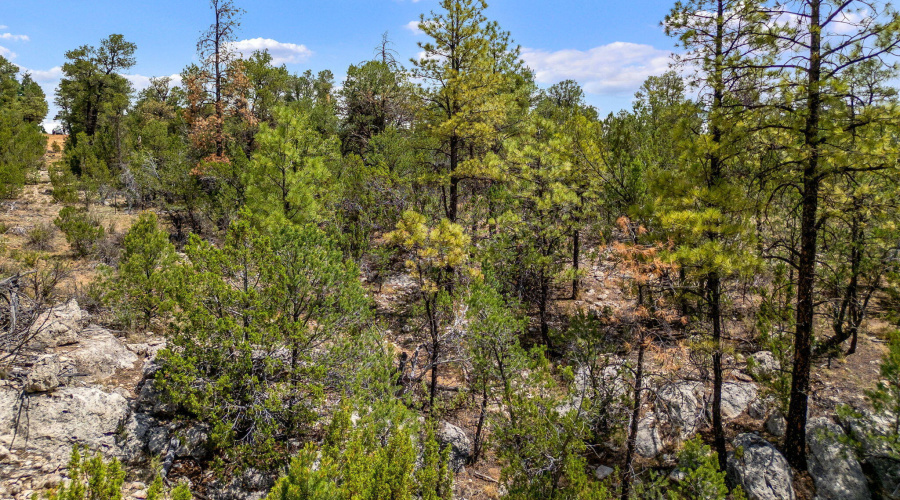 207-18-007H-HeberOvergaard-AZ-2