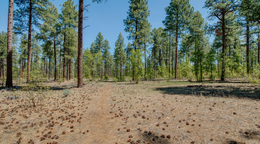 US National Forest Trail Access