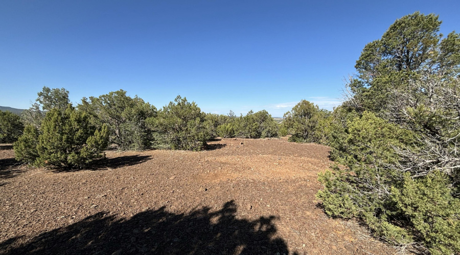 Beautiful Heathly Trees