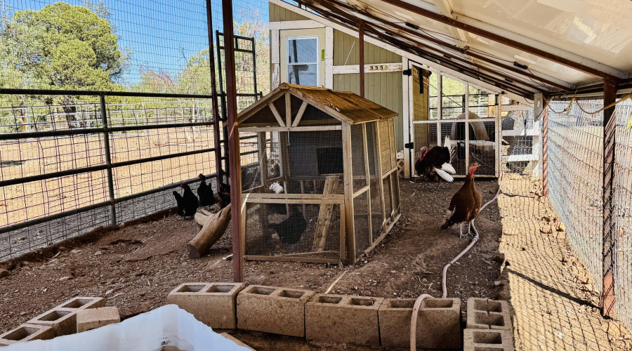 Chicken duck coop