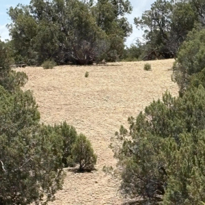 Lots of Potential Home Sites