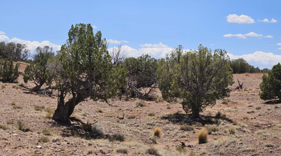 Resized_20250709_133917