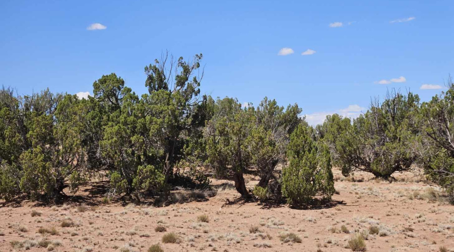 Resized_20250709_133706