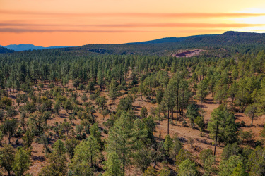 0 Fawn Drive, Pine, Arizona 85544, ,Land,For Sale,Fawn,92563